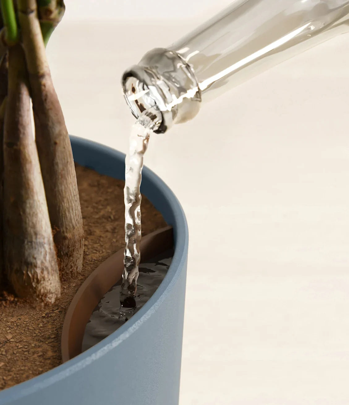 Money Tree