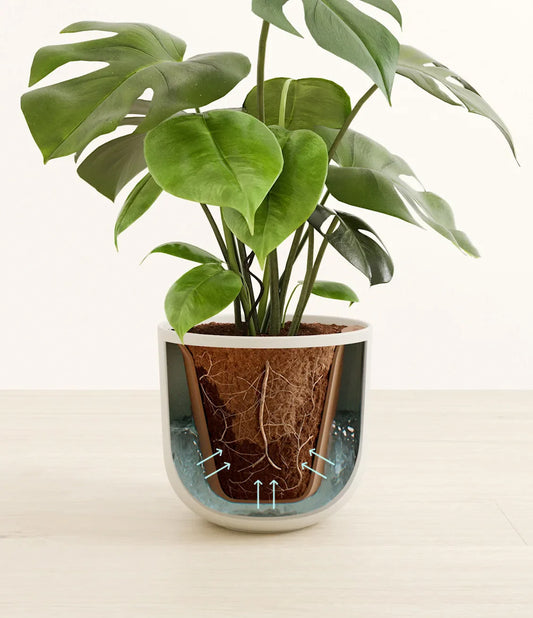 Monstera
