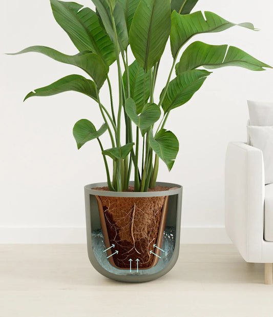 Bird of Paradise