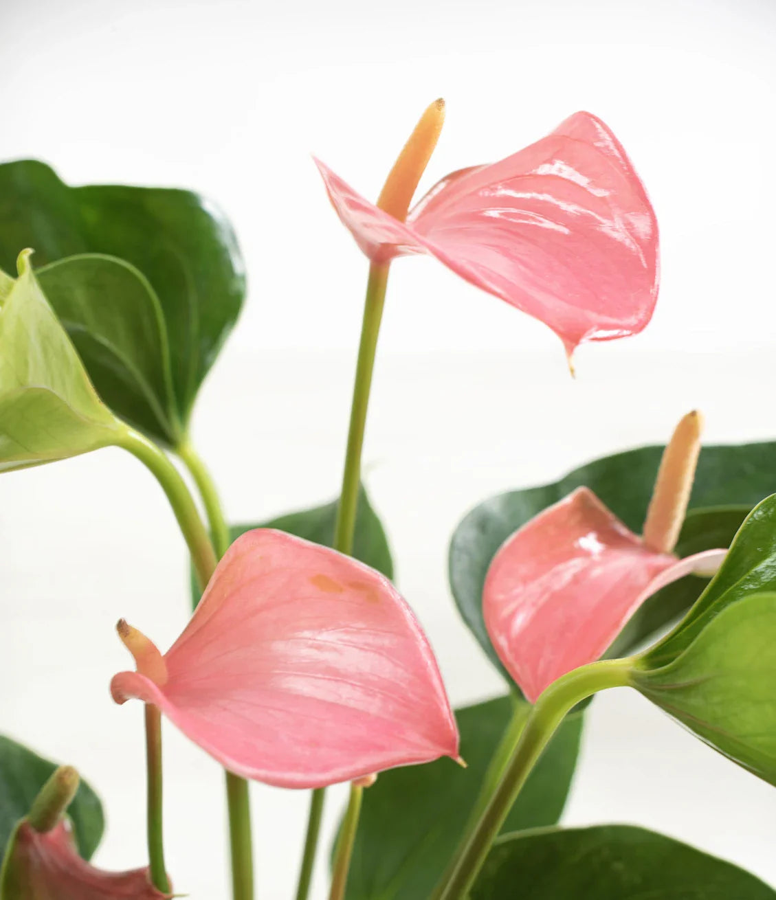 Anthurium Pink