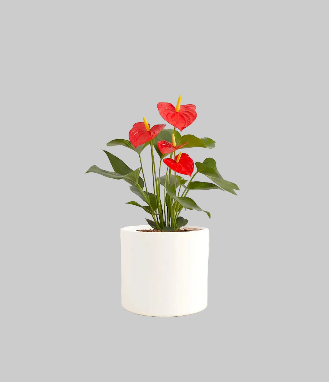 Anthurium Red