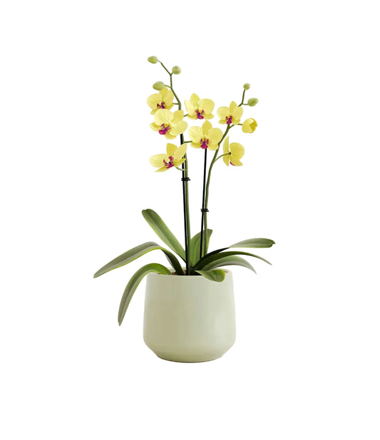 Yellow Orchid