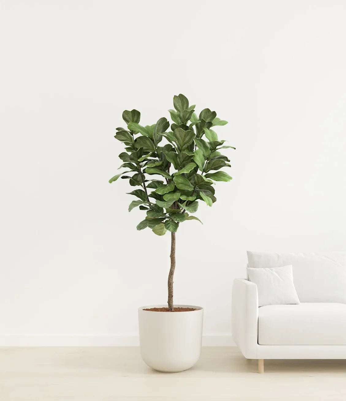 Fiddle Leaf Fig