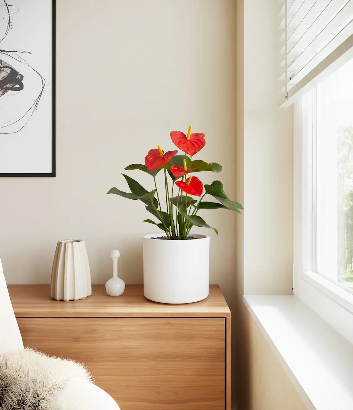 Anthurium Red