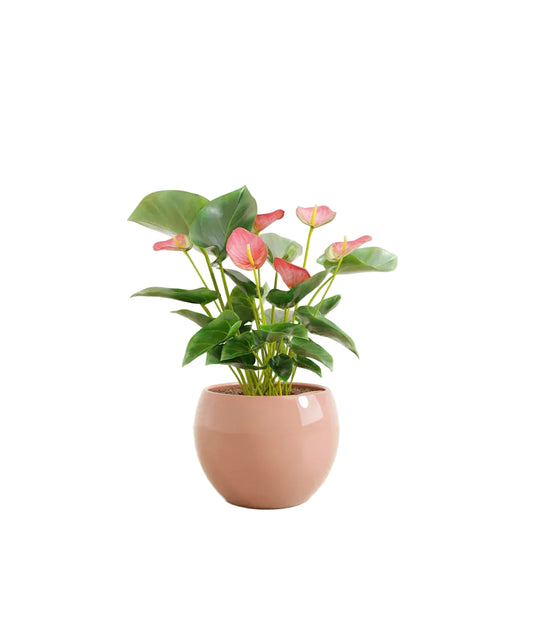 Anthurium Pink