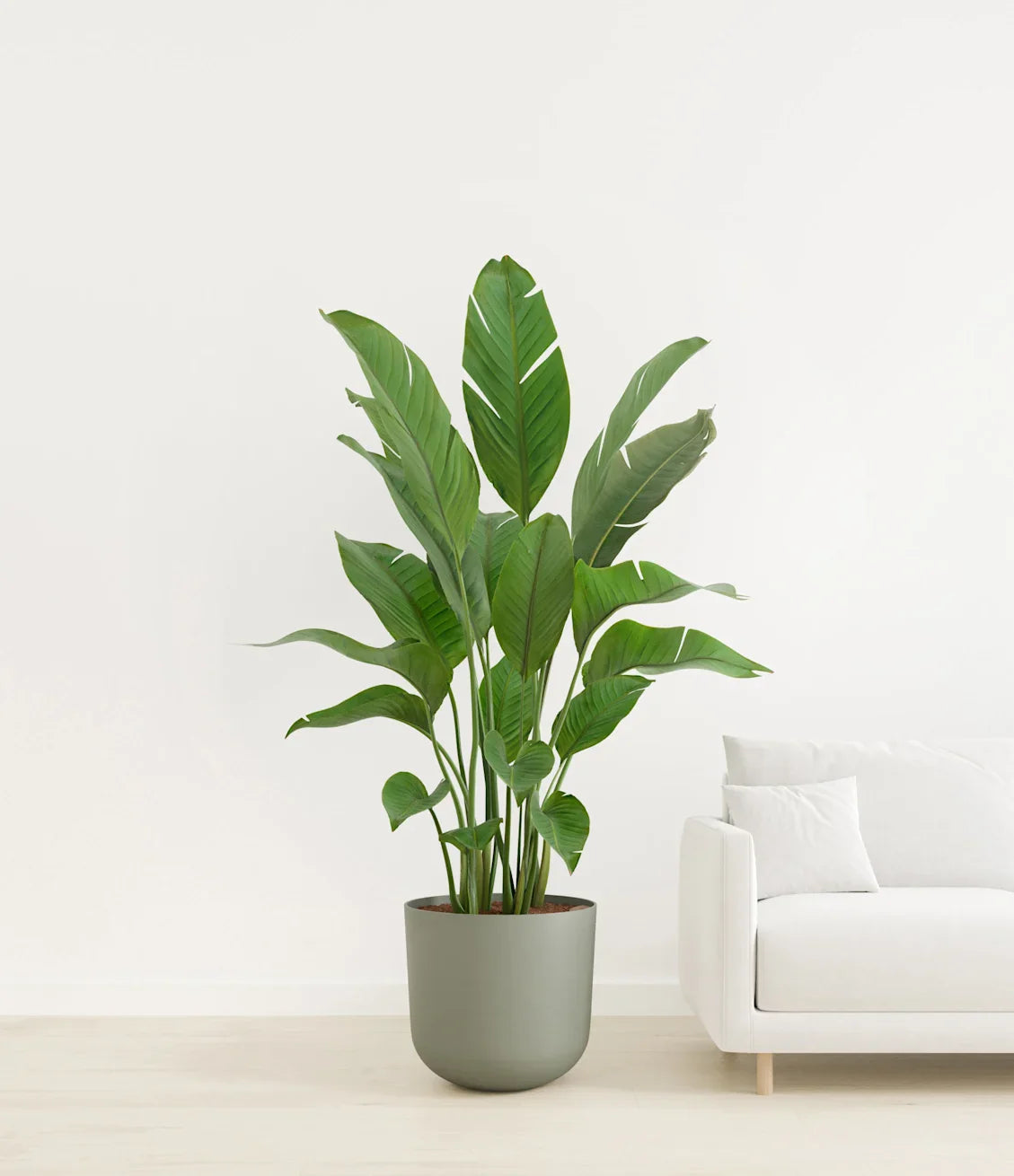 Bird of Paradise