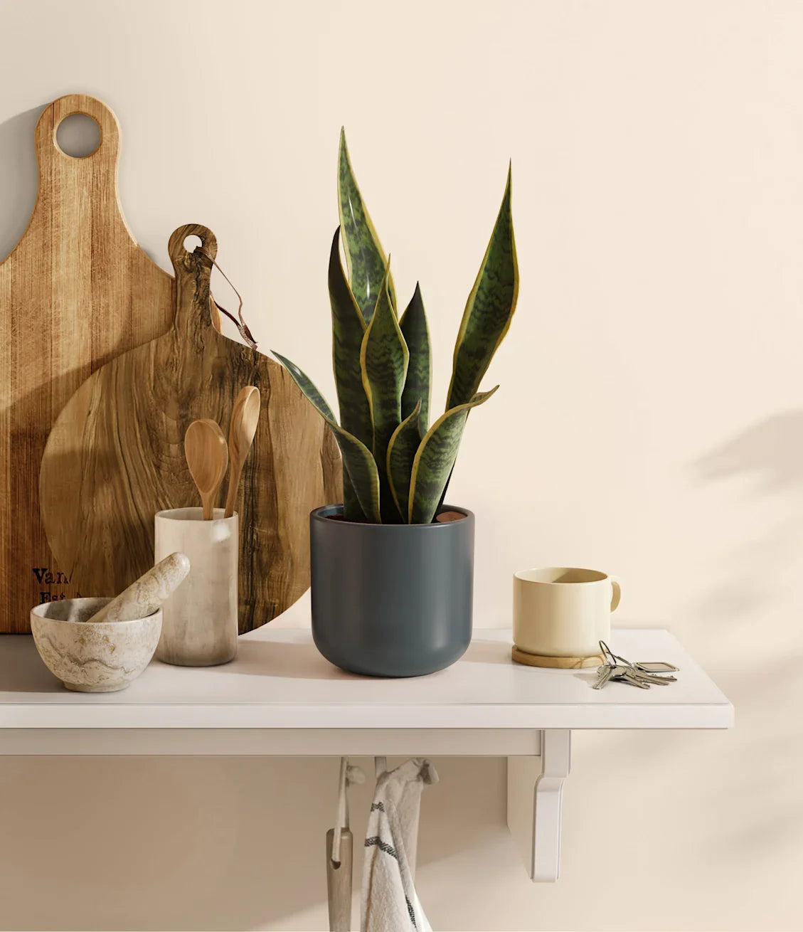 Golden Snake Plant