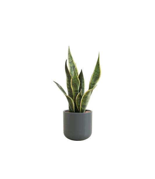 Golden Snake Plant