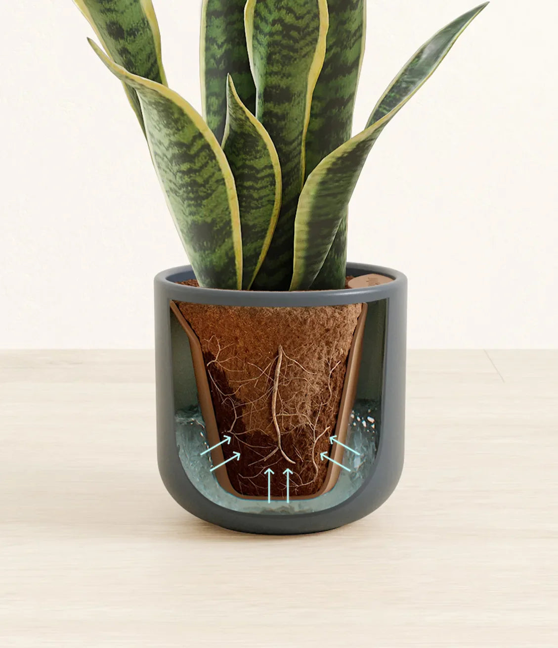 Golden Snake Plant