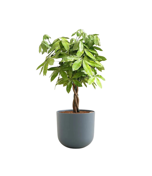 Money Tree