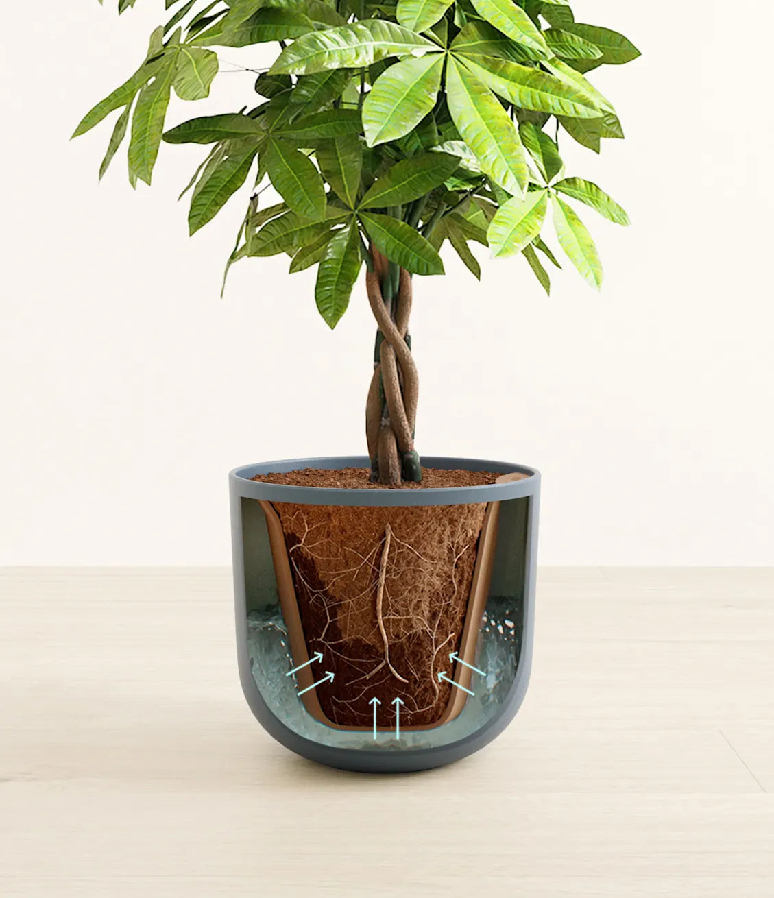 Money Tree