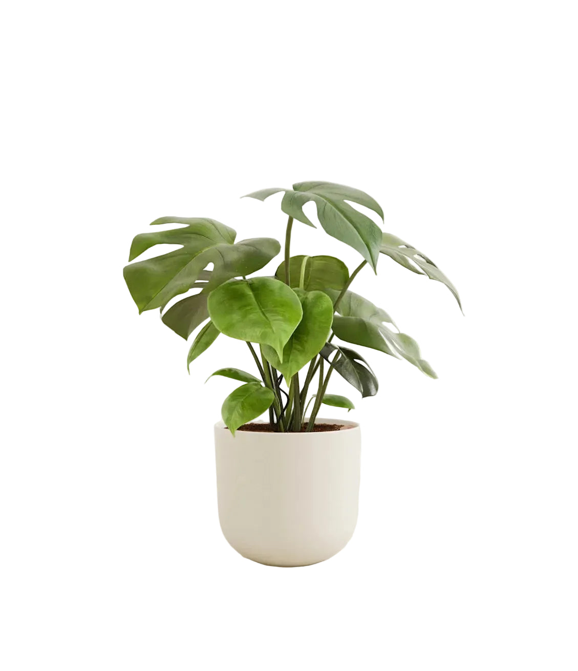Monstera