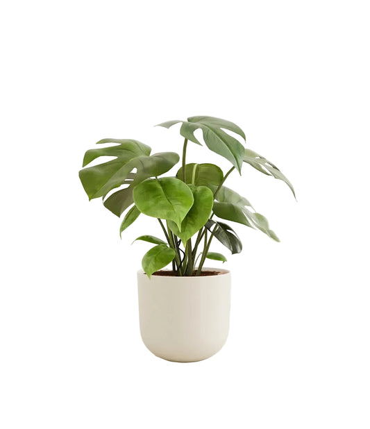 Monstera