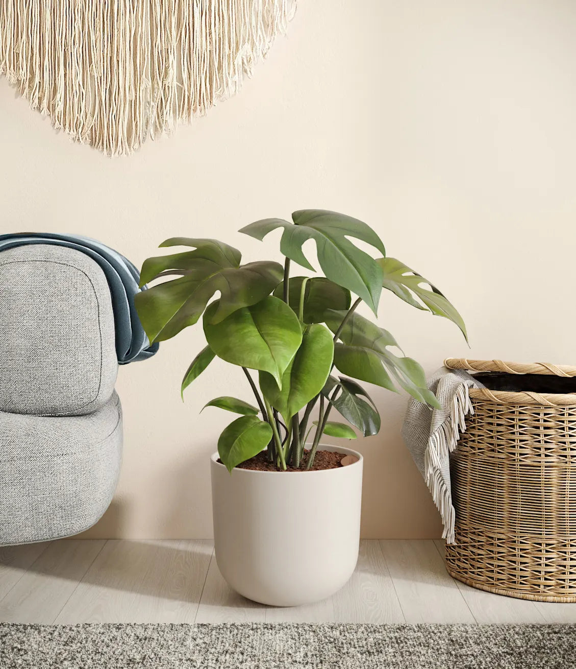 Monstera
