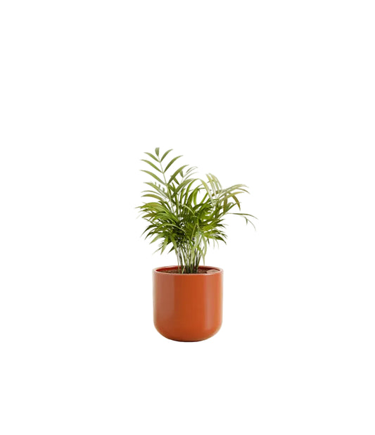 Parlor Palm