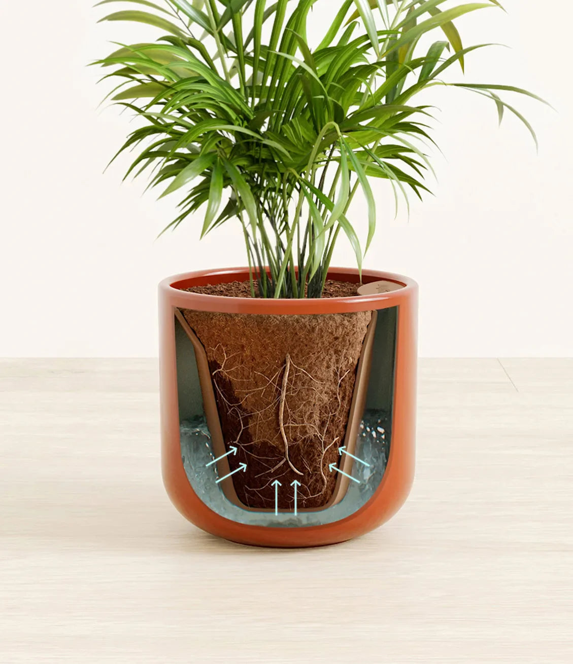 Parlor Palm