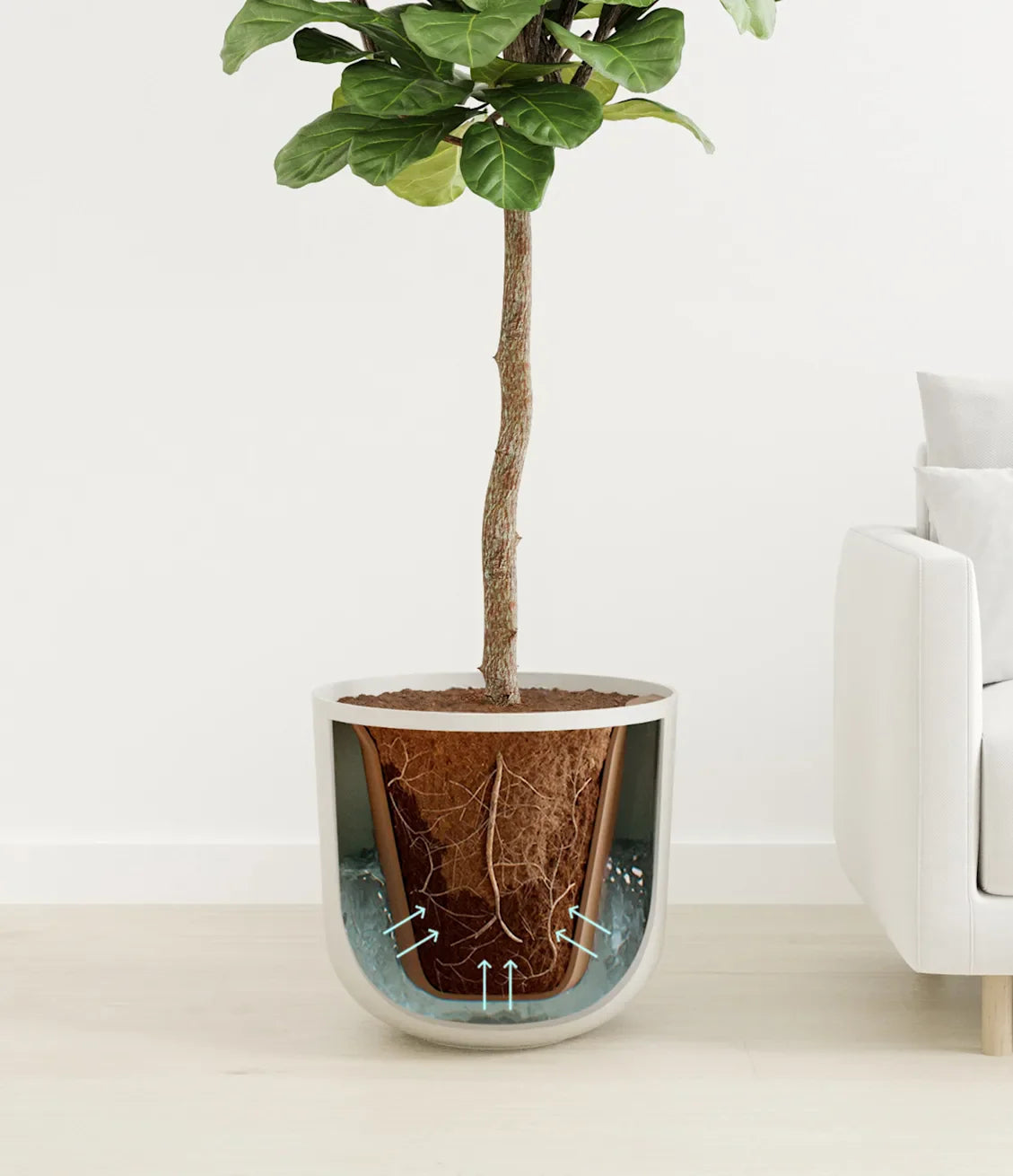 Fiddle Leaf Fig