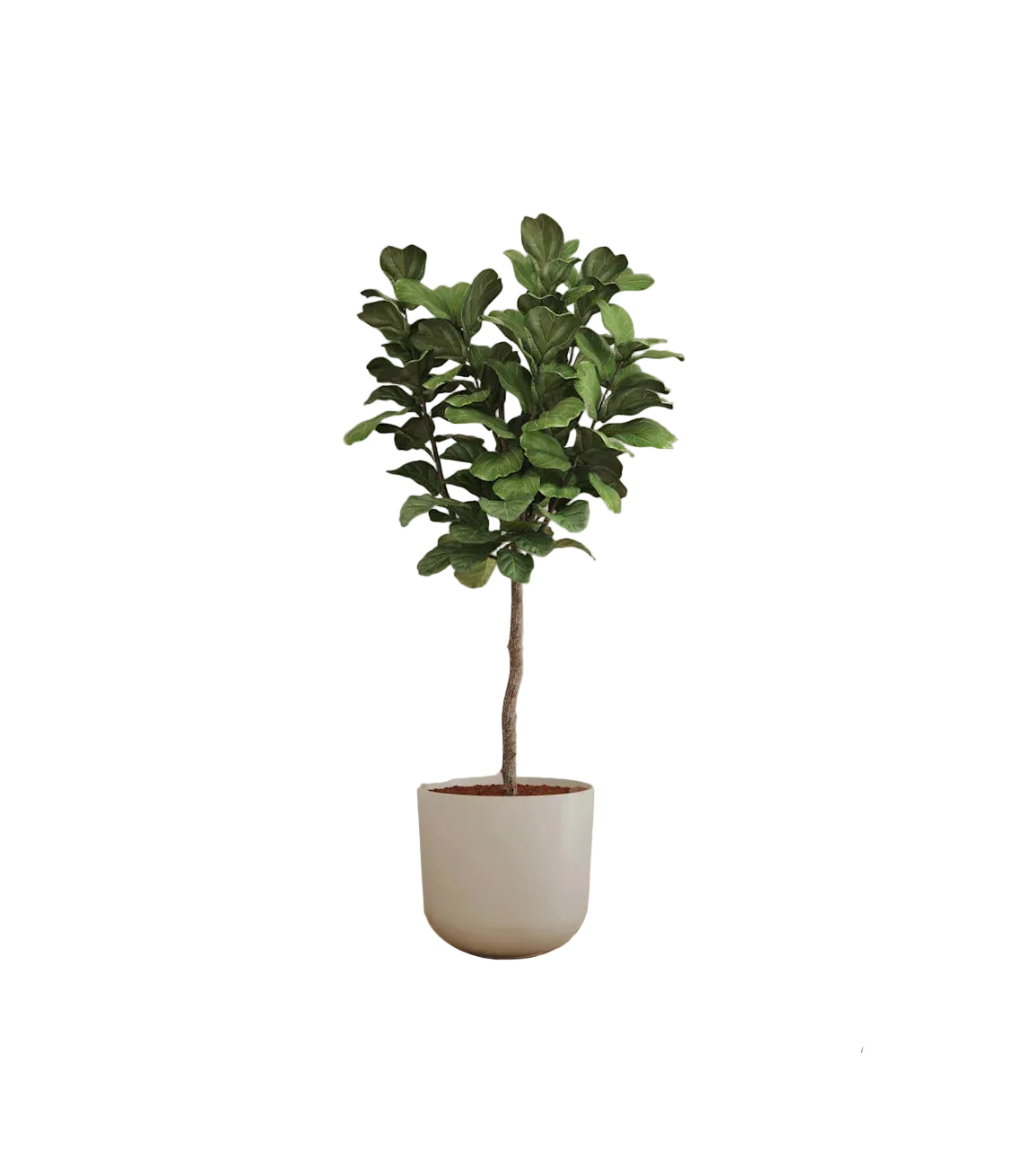 Fiddle Leaf Fig