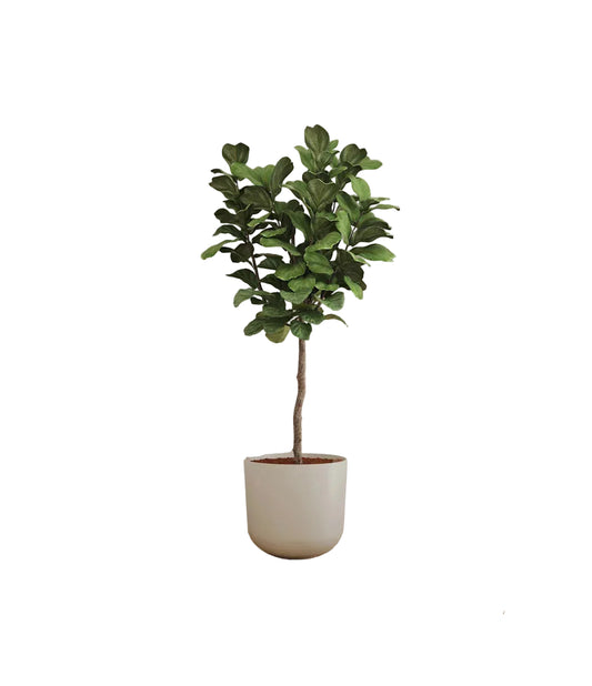 Fiddle Leaf Fig